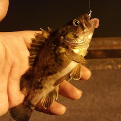 雨後の濁りのなかメバリング