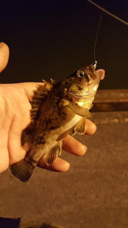 雨後の濁りのなかメバリング