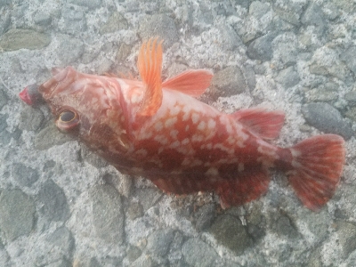 ガシラ釣り　～約一時間の短時間釣行～