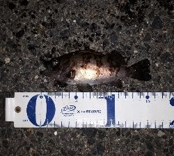 急に渋くなった・・・