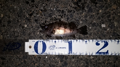 急に渋くなった・・・