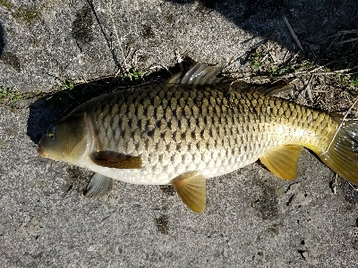 淡水小物釣り　～まだ活性低いかな～