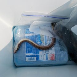 花見ガレイを狙いに･･･