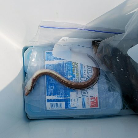 花見ガレイを狙いに･･･