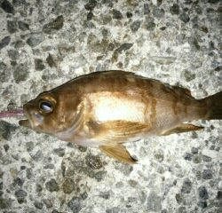 沼島遠征釣行その1