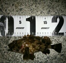 沼島遠征釣行その2