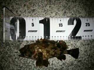 沼島遠征釣行その2