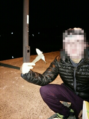 沼島遠征釣行その3