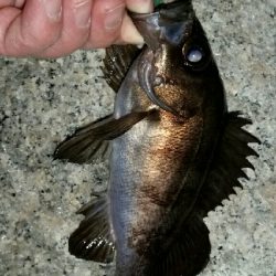 プラグに反応なし