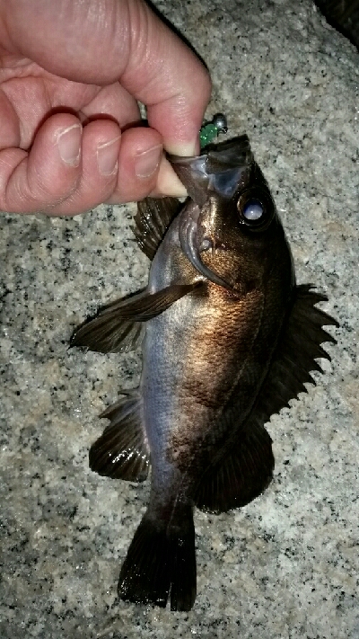 プラグに反応なし