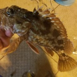 ガシラ釣り　～大物連発！～