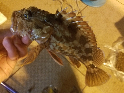 ガシラ釣り　～大物連発！～