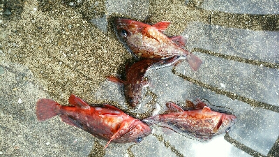 激しぶ、ちびカサゴのみ