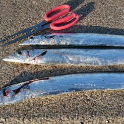 久しぶりの釣果