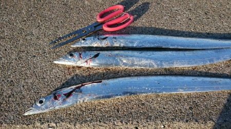 久しぶりの釣果