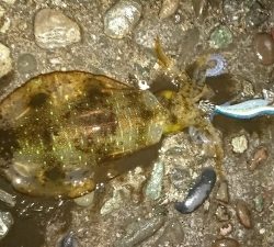 エギング釣行その10