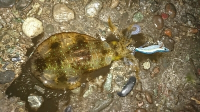 エギング釣行その10