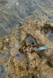 エギング釣行その12