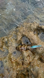 エギング釣行その12