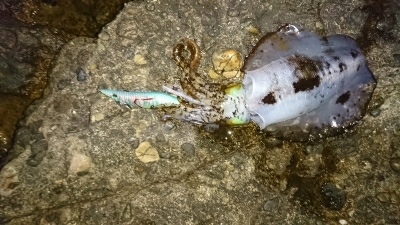エギング釣行その9