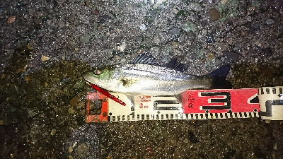 マニックシーズン到来♪