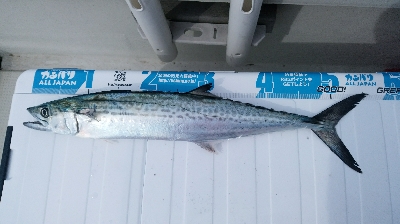 サゴシが、勝手に釣れてしまった。