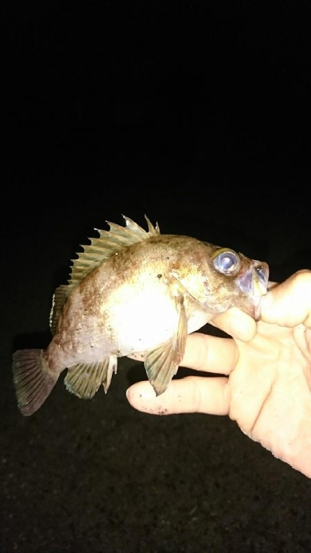 今年初メバル釣り