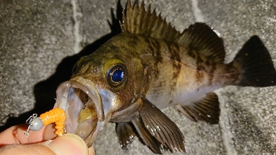 ２ヶ月ぶりの釣果