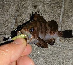 メバル少ないす。