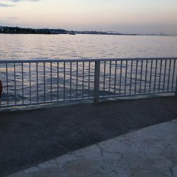 かろうじで１匹…