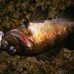 爆風メバリング！