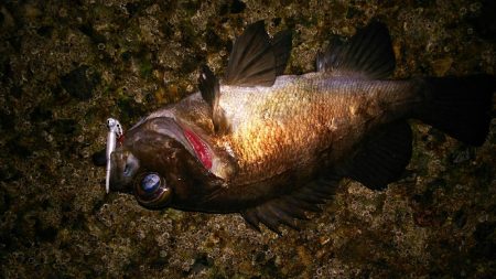 爆風メバリング！