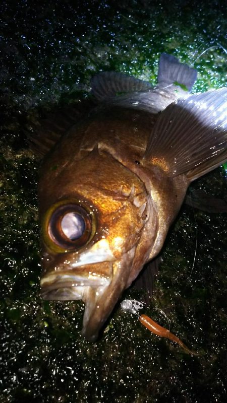 久々の大漁！( ￣▽￣)