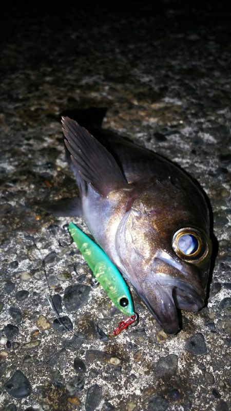 好調メバリング！( ￣▽￣)