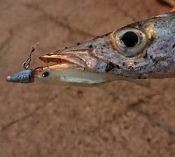 単発でカマス…。