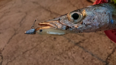 単発でカマス…。