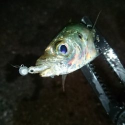 数釣りアジング❗