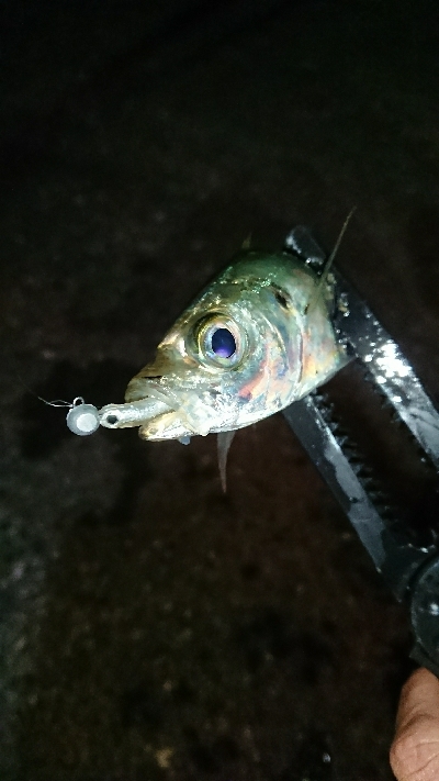 数釣りアジング❗