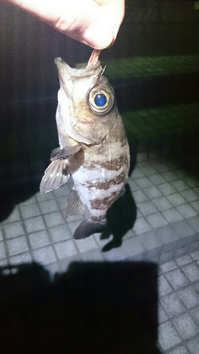 しょっぱい釣果