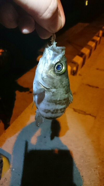 ミニメバルがいっぱい