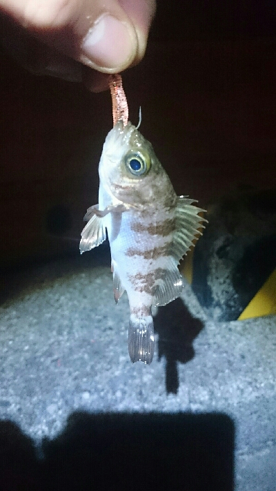 干潮明けで釣れず…