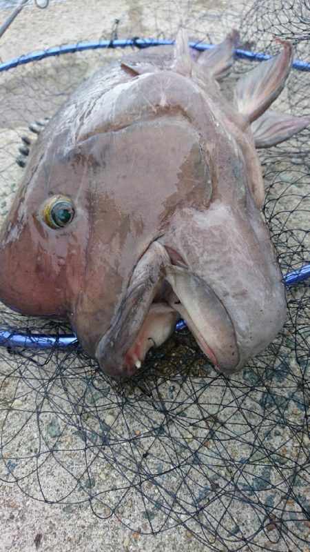 爆風の中の一匹