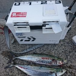 タチウオはまだ早いか？