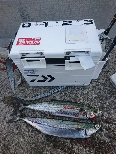 タチウオはまだ早いか？