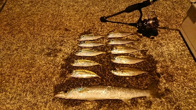 アジとアラハダ