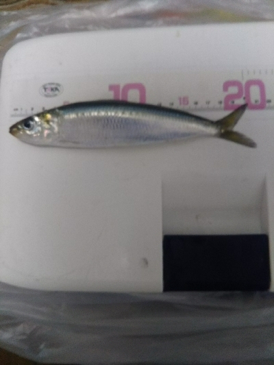 晴天だが暴風！