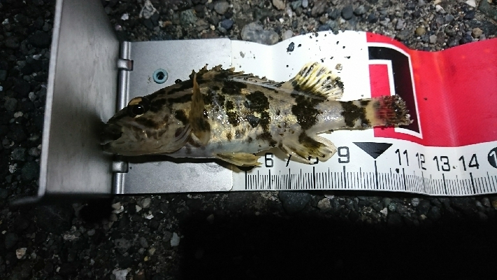 胴突き仕掛けで(*￣∇￣)ノ