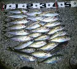 有田ランガン 2