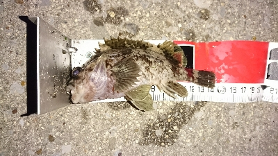 カサゴ３匹(*￣∇￣)ノ