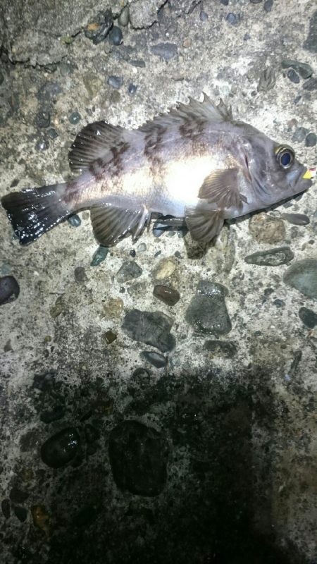 期待していたけど